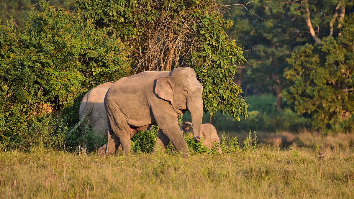 Train and wildlife in Assam