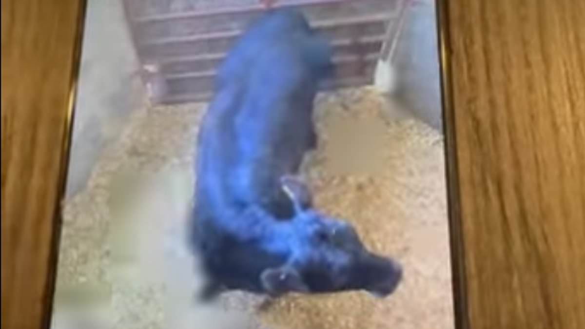 Leaked Slaughterhouse Footage Triggers Animal-Welfare and Public Health Concerns in Georgia