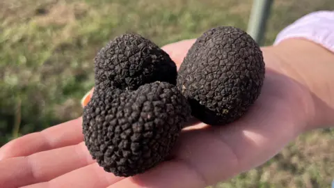 Wetter Summers May Make Scotland a New Hub for Truffle Farming, Scientists Say