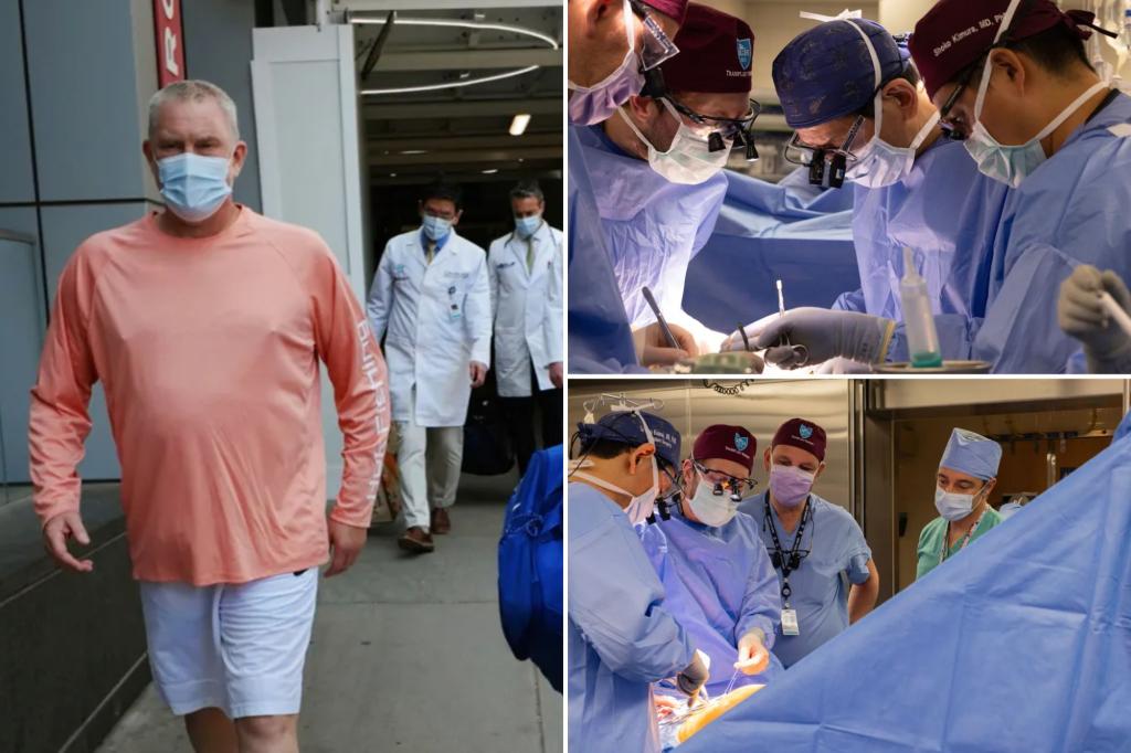 Pig kidney illustration used in coverage