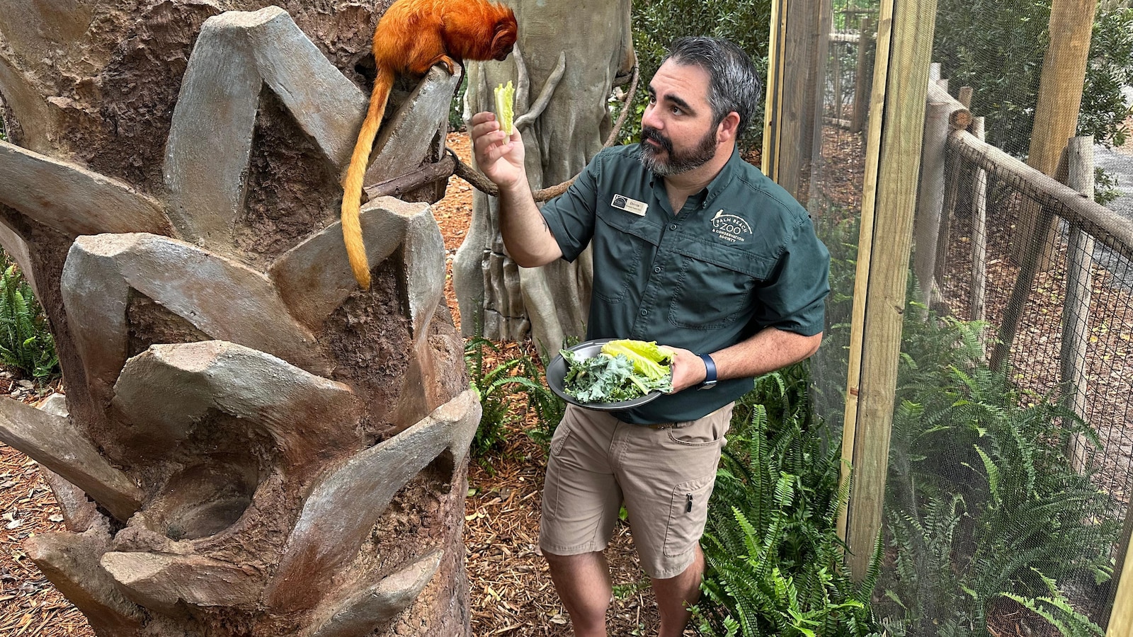 Golden lion tamarins and sloths share new habitat at Palm Beach Zoo