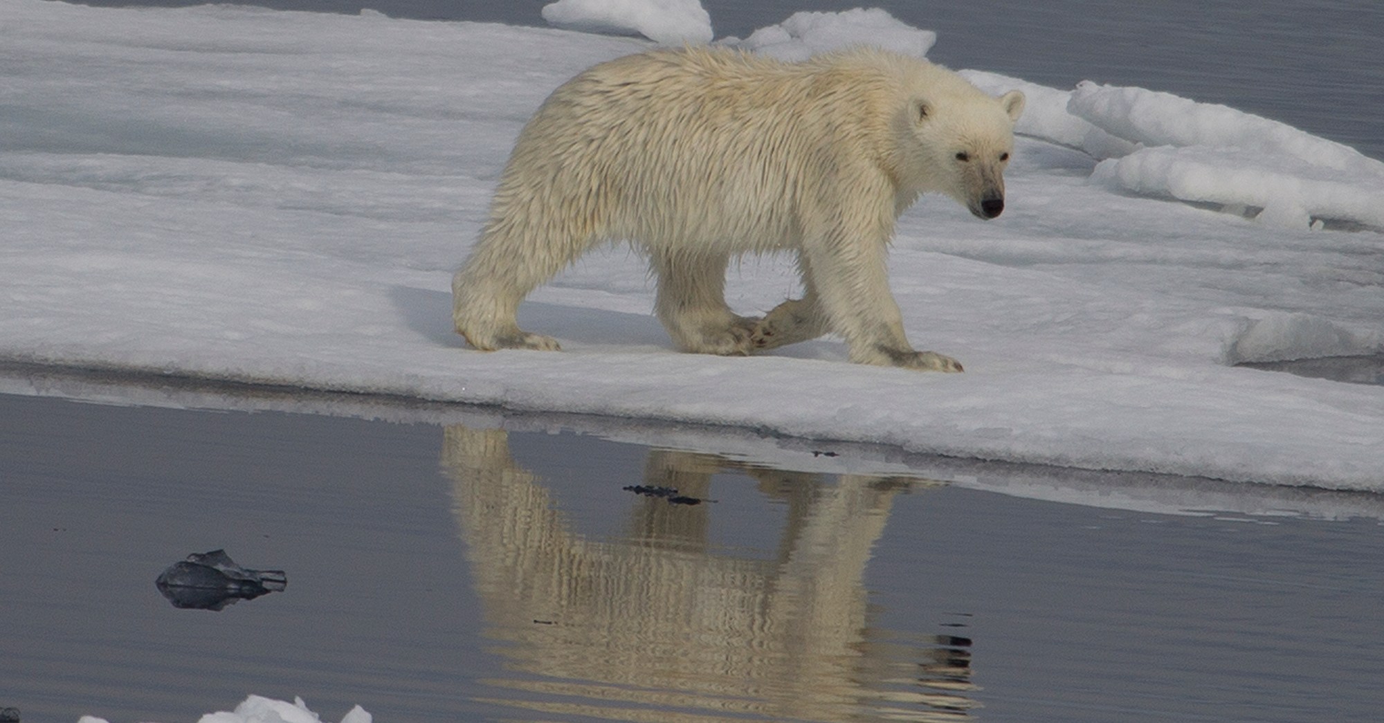 Climate change linked to DNA changes in polar bears, study finds