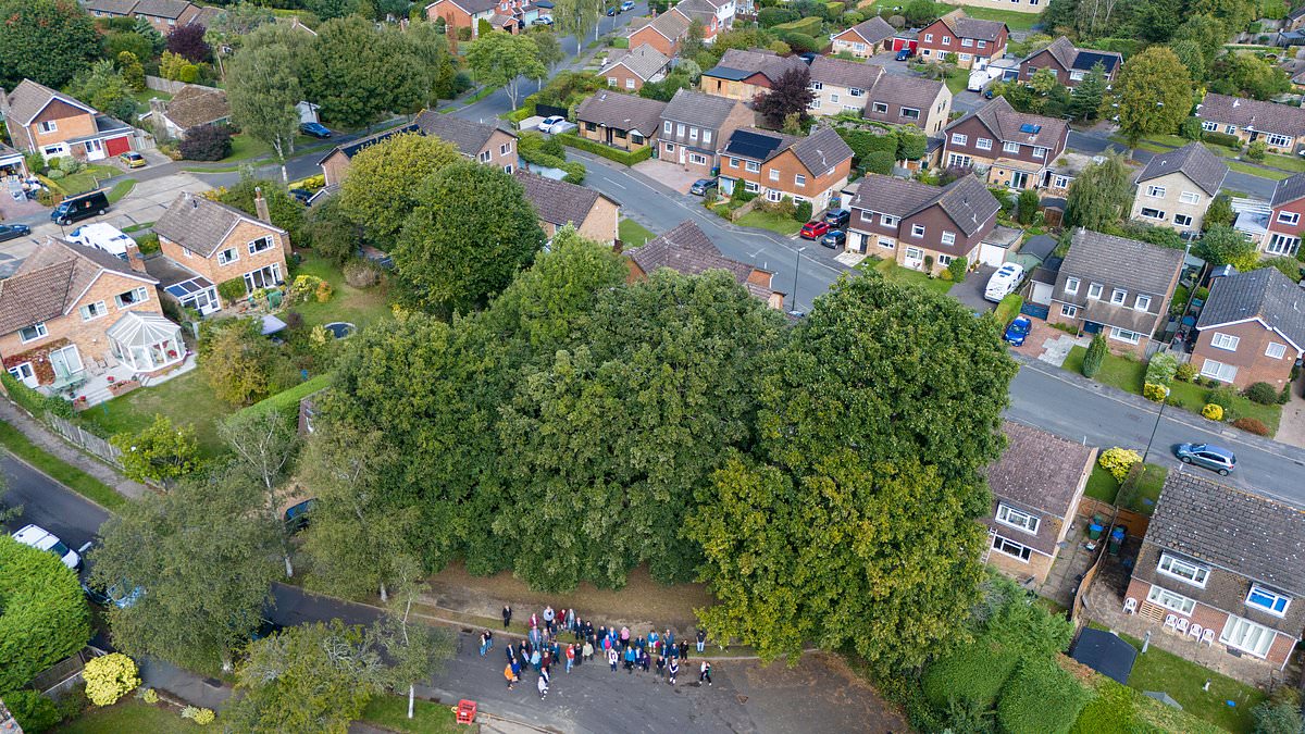 Villagers protest plan to fell 200-year-old ‘Billingshurst Sisters’ oaks to settle subsidence claim