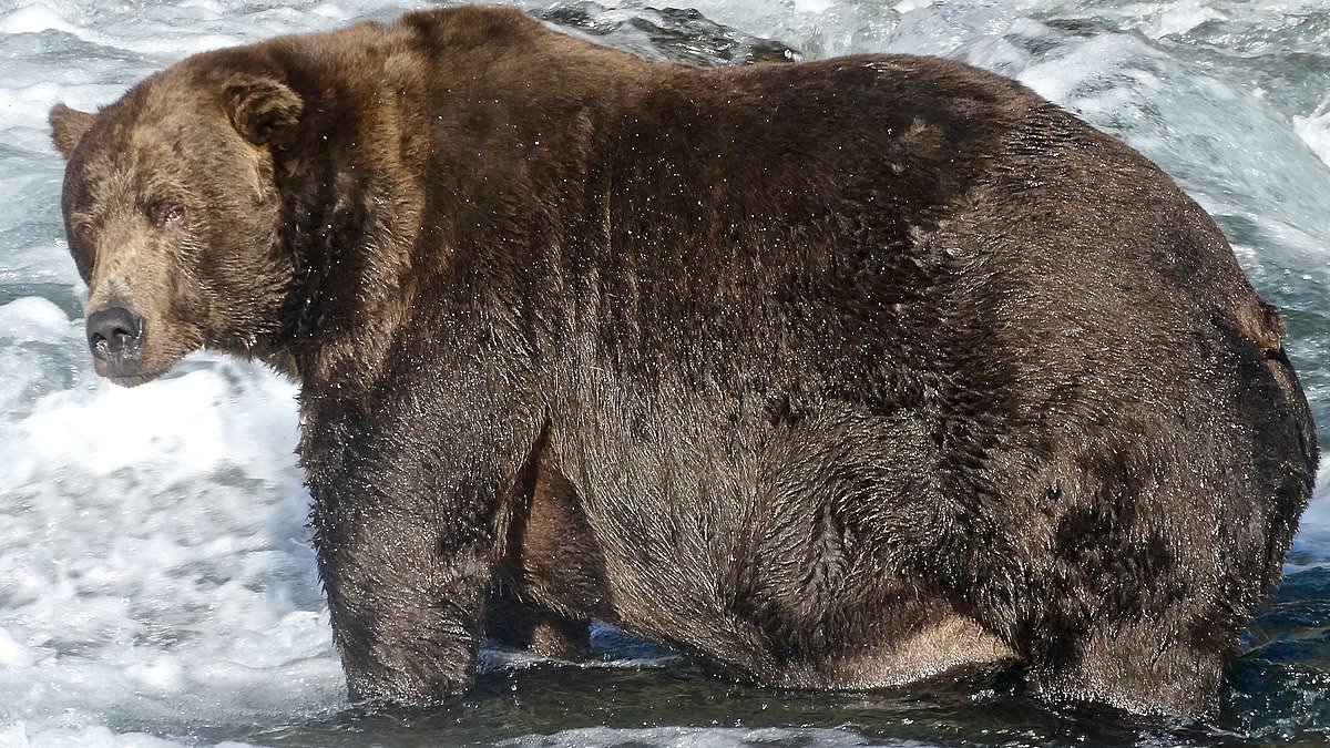 Fat Bear Week returns to Katmai National Park; public voting set for Sept. 23–30