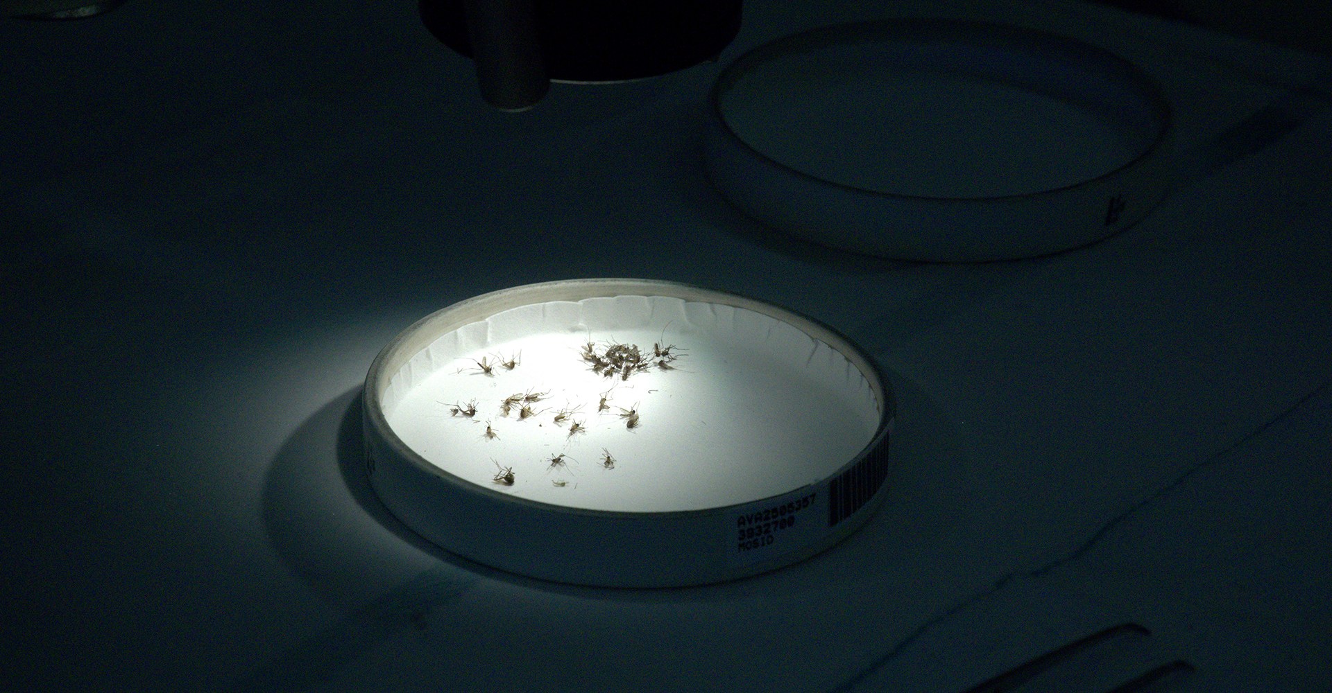 Inside Texas's arbovirus lab: a front line against rising mosquito-borne threats