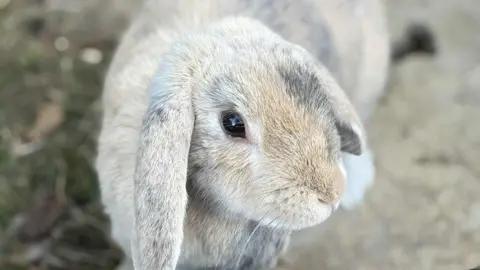 Rising vet costs leave pet owners ‘sleepless’ and rehoming services strained