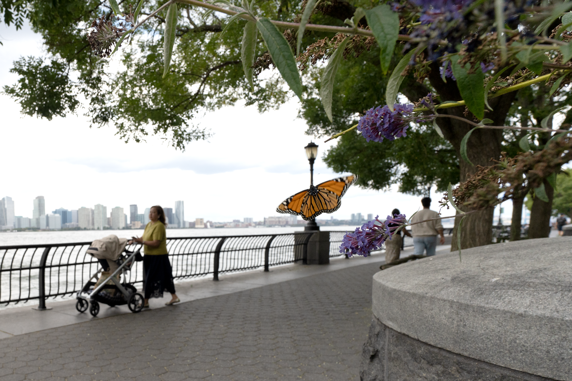 A field of native flowers and the Manhattan skyline at Brooklyn Bridge Park