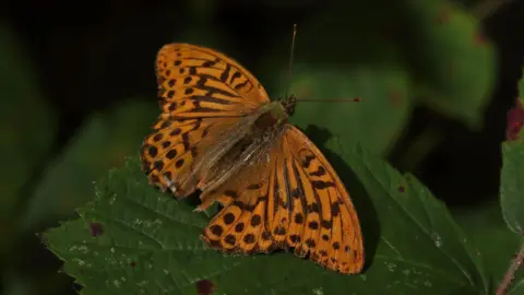 Silver-washed Fritillary recorded in North East for first time since 1850