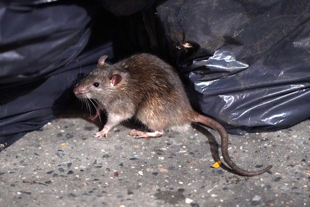 General view of rats near garbage