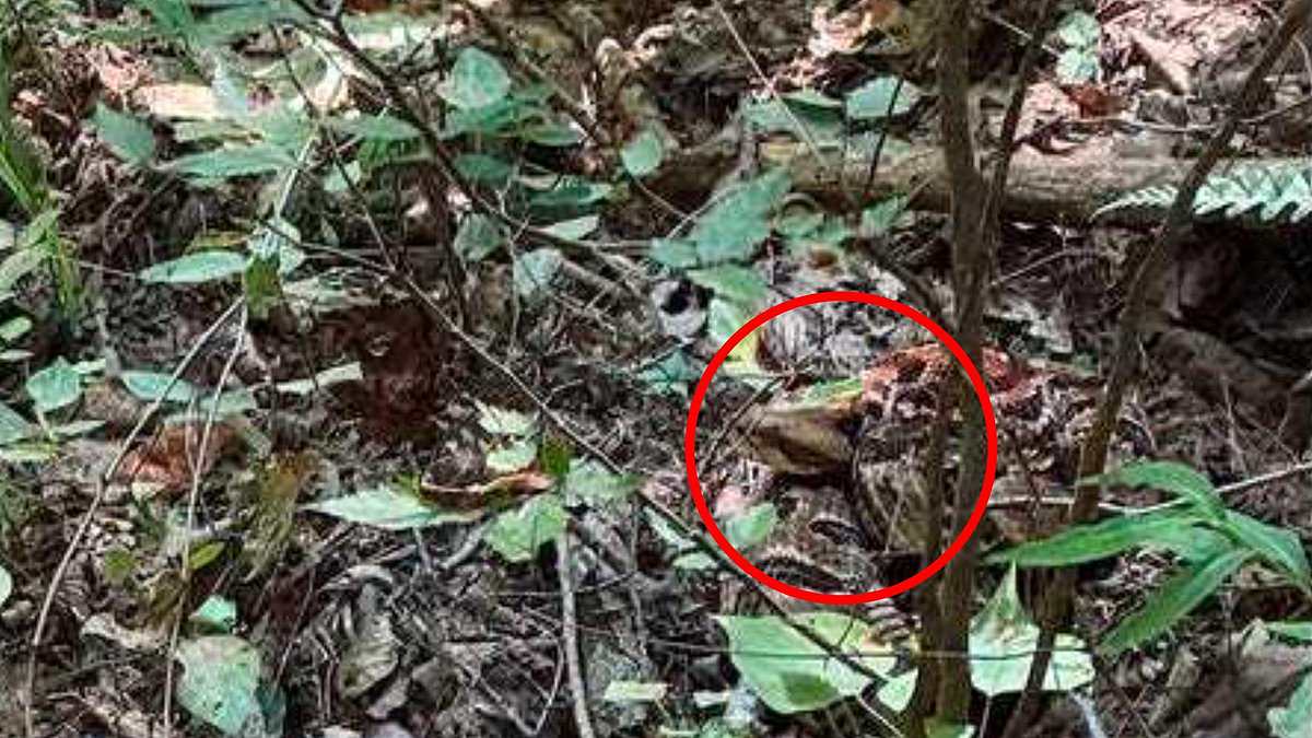 Alabama hiker photographs massive rattlesnake expertly camouflaged on state park trail