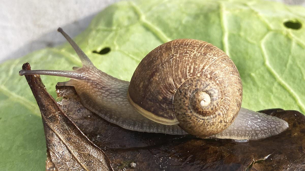 Scientists launch international search for mate for rare left‑coiling garden snail 'Ned'