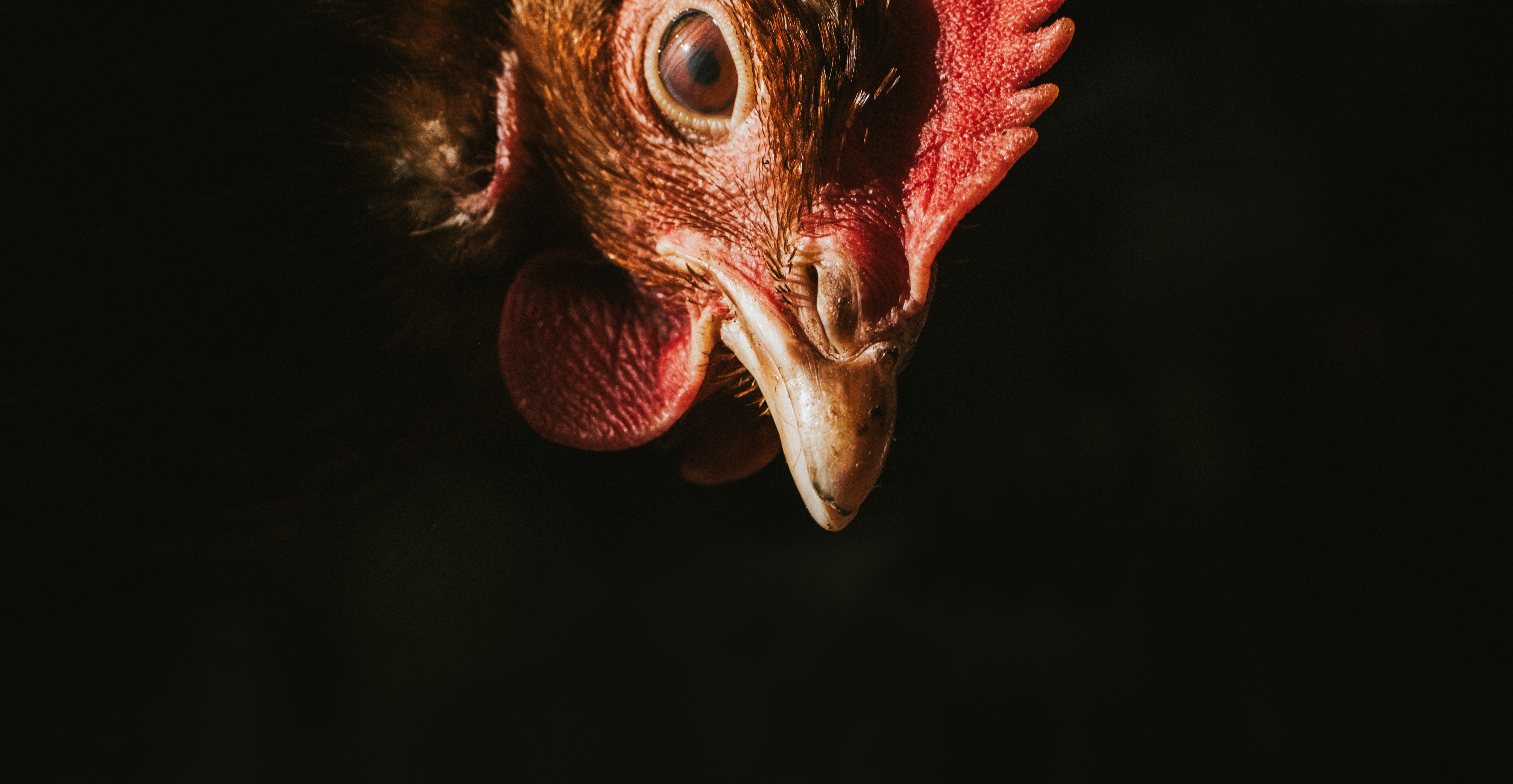 Slower-growing chickens could cut welfare pain at pennies per hour, study says