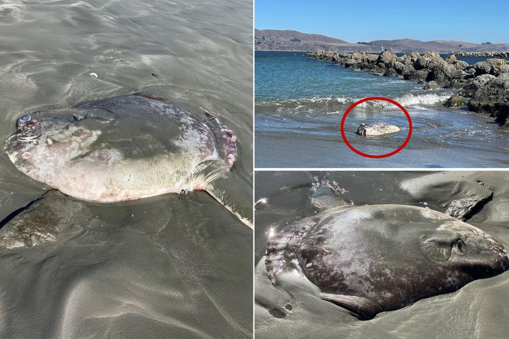 Rare hoodwinker sunfish washes ashore at Bodega Bay; one of two found dead or stranded