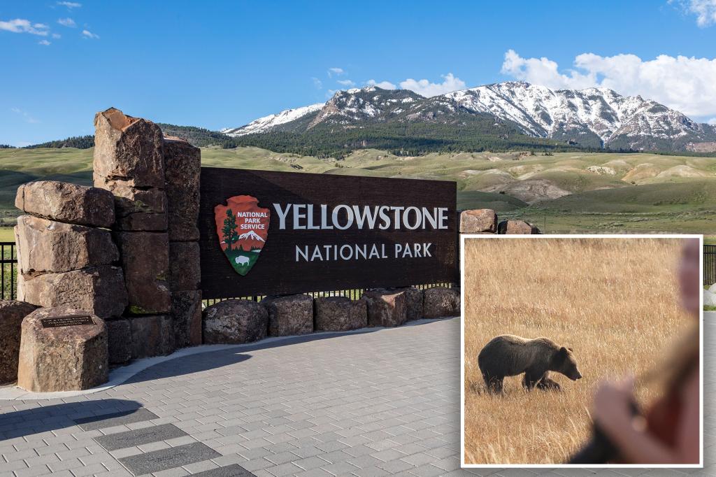 Hiker mauled by bear in Yellowstone during surprise encounter near Turbid Lake; trail closed