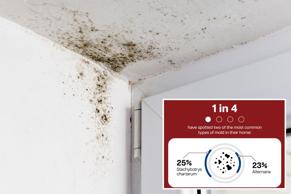 Mold in a corner with plastic-wrapped windows