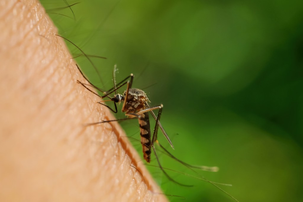 Close-up of insect feeding