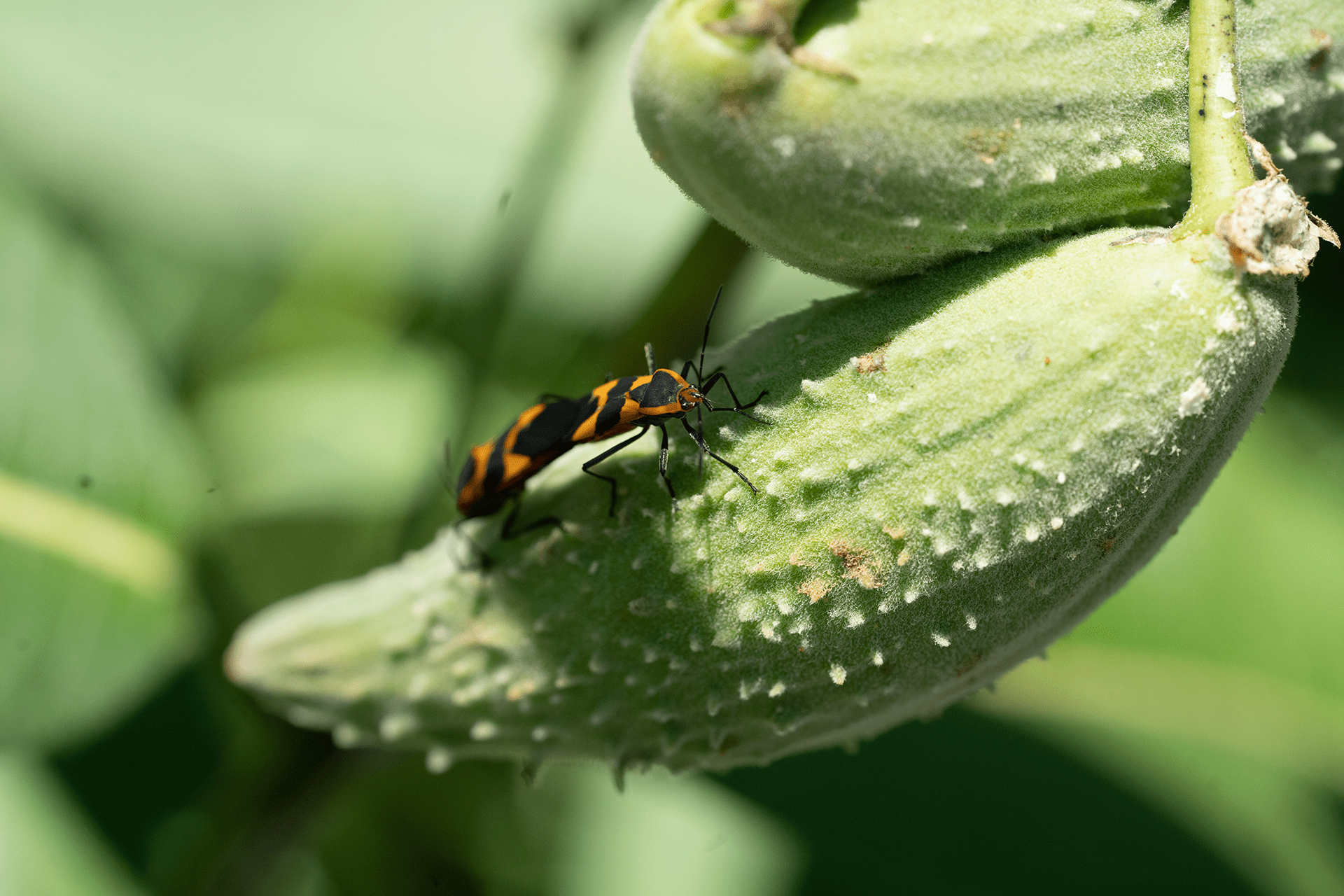 A monarch on milkweed in Central Park