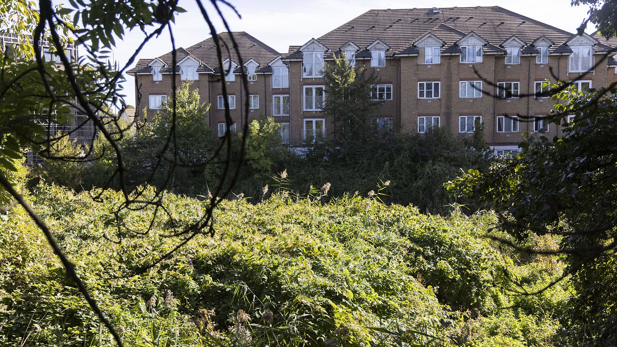 Britain's three-mile knotweed jungle along River Roding could leave riverside homes unsellable
