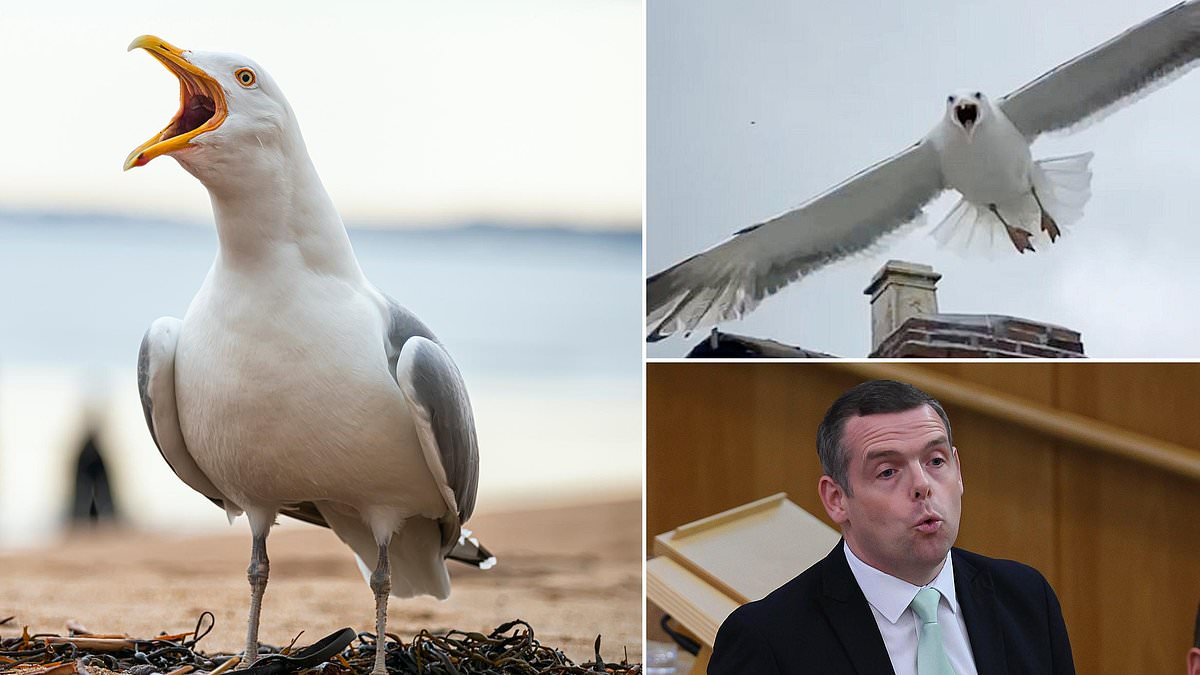 Scotland launches £100,000 fund to curb urban gulls amid safety concerns