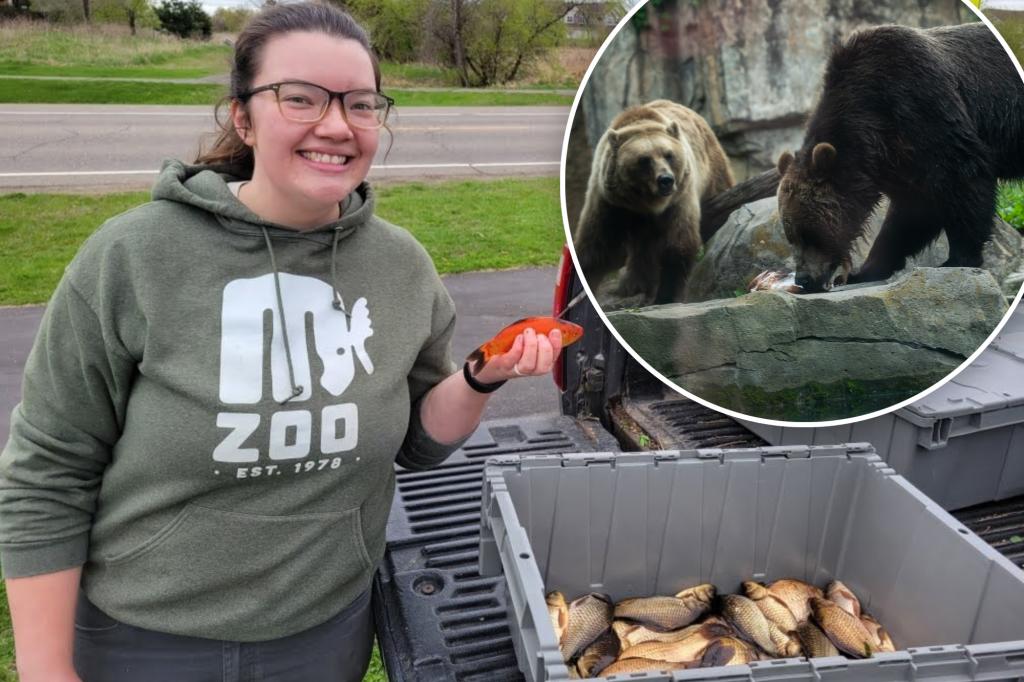 Minnesota zoo tests feeding invasive goldfish to wildlife in bid to curb lake invaders