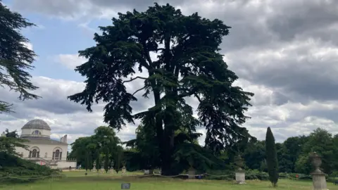 Finalist trees in Tree of the Year 2025