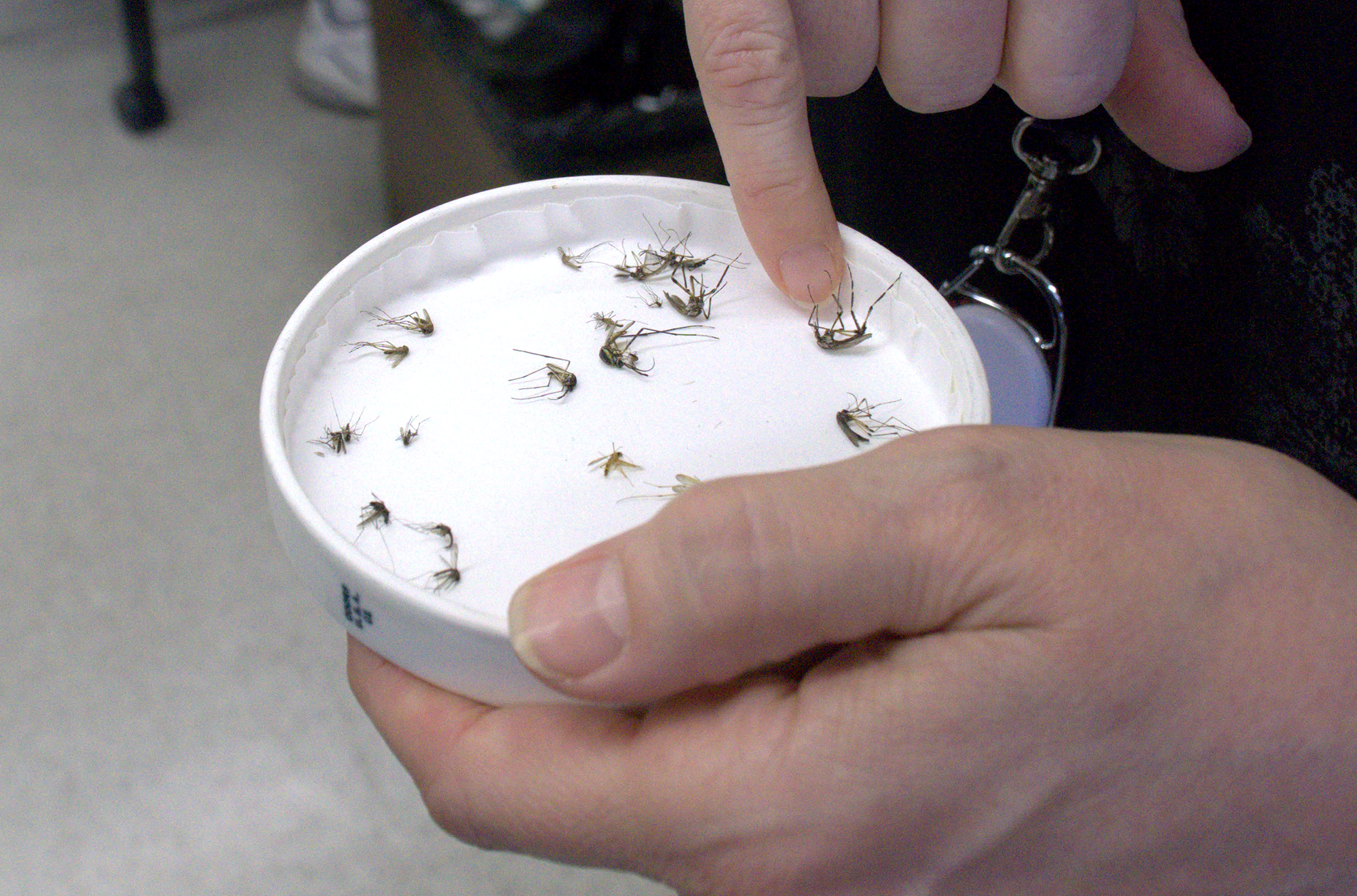 Scientists examine mosquito specimens in the lab