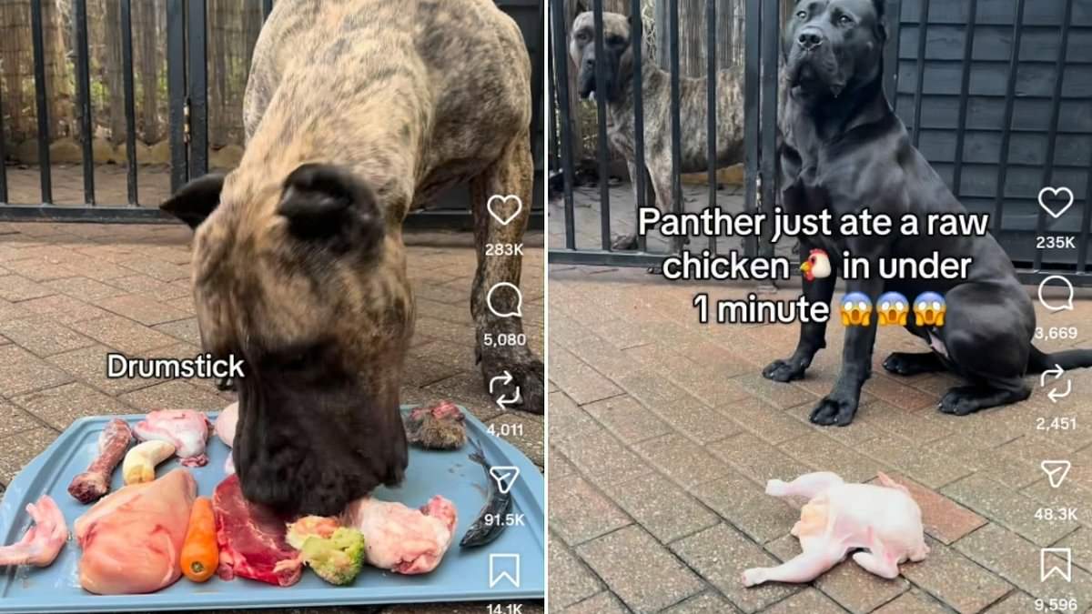 Vets warn over TikTok trend of raw-bone platters for dogs