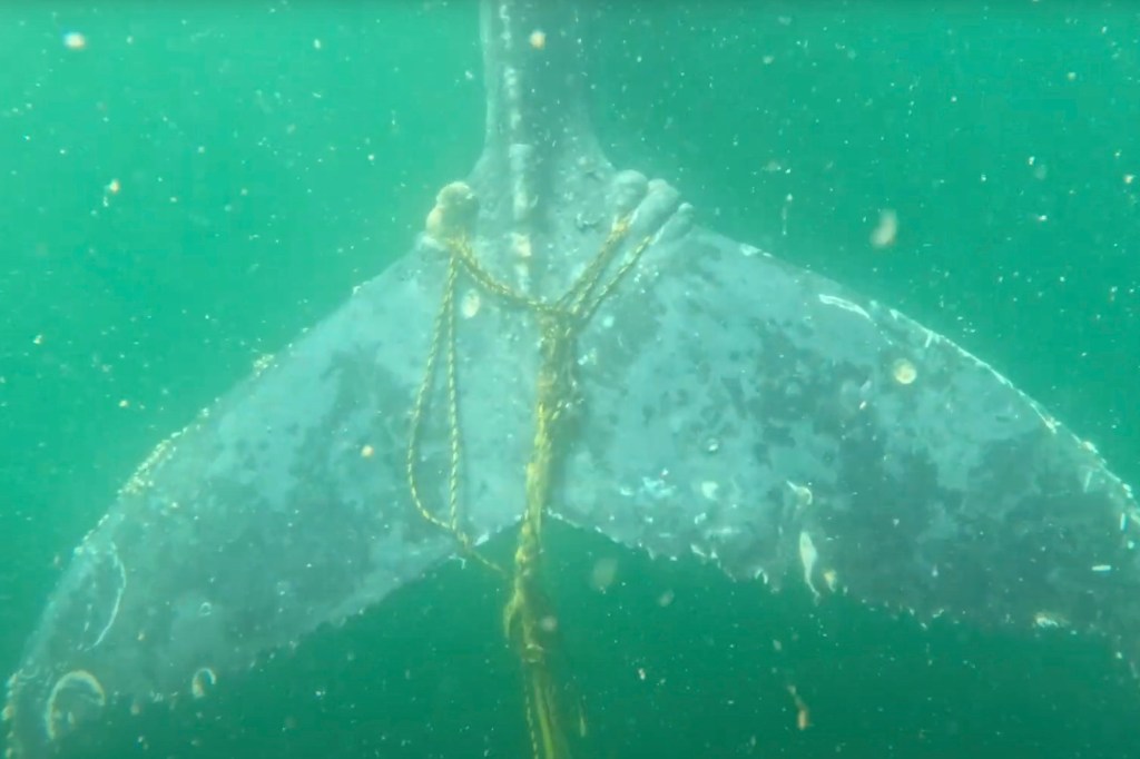 Drone view of rope tightly wound around a humpback whale's tail