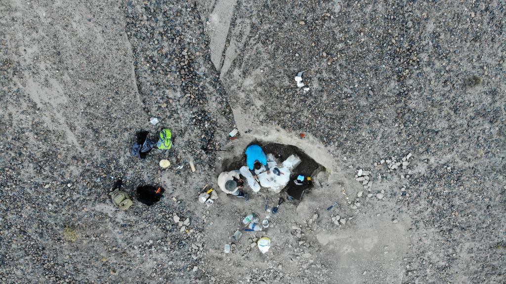 Close-up of fossil material in rock matrix