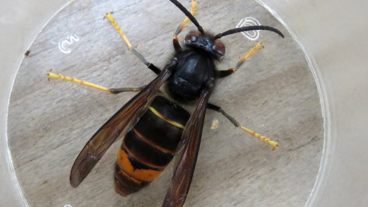 UK warned over possible establishment of Asian hornets as nests surge