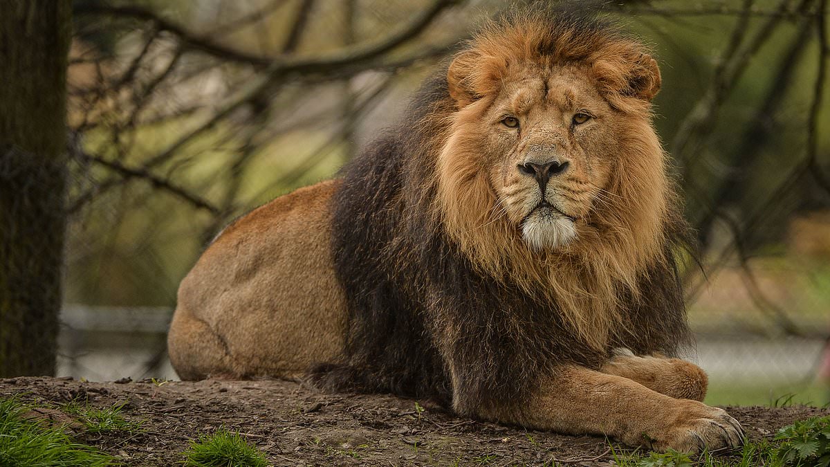 Rare Asiatic lion Iblis dies at Chester Zoo aged 18