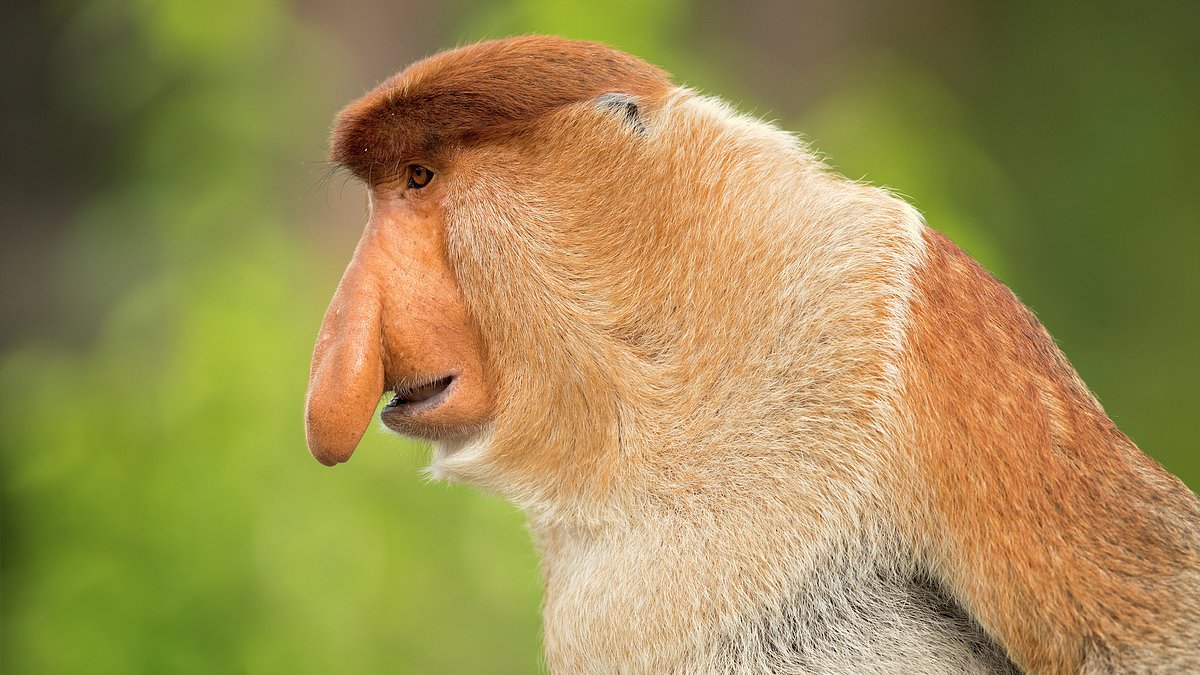 Study Finds Large Noses Help Male Proboscis Monkeys Amplify Long‑Distance Calls