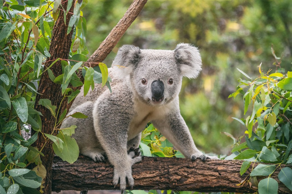 Koala in tree