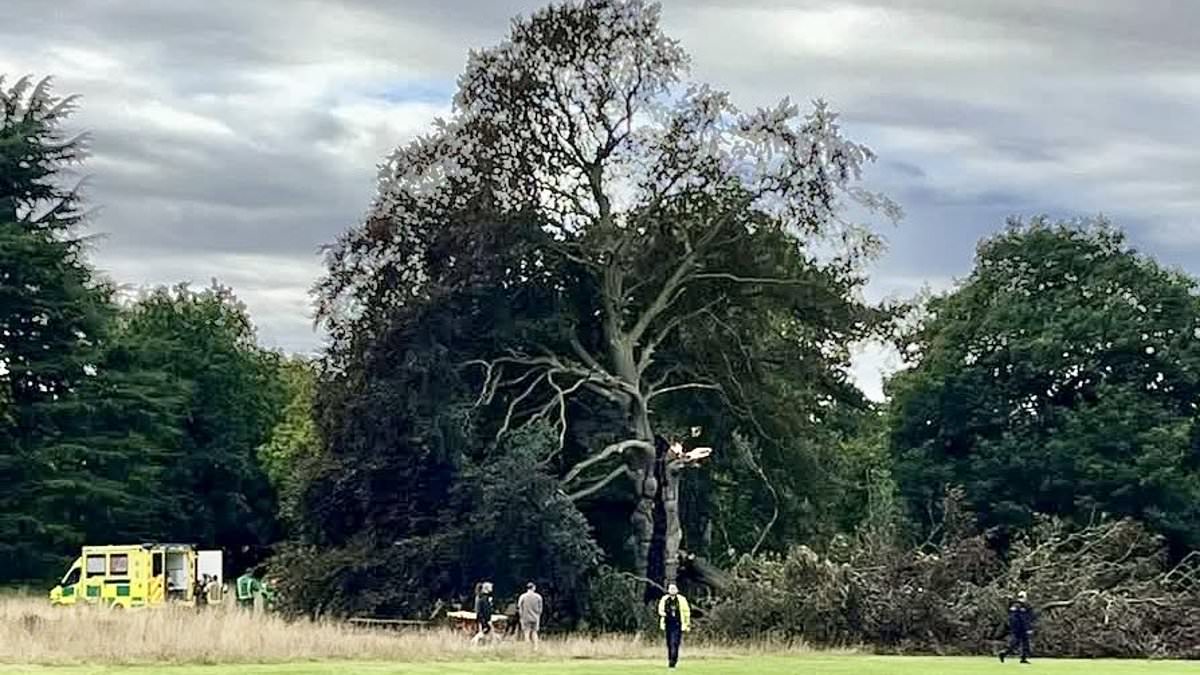 Dog walker seriously injured after tree falls in Bristol amid stormy conditions