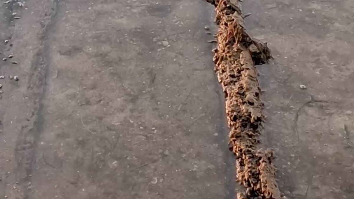 long parallel timbers visible in the mud flats
