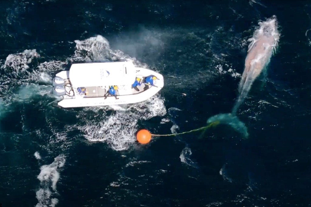 Rescuers free humpback whale entangled in fishing line off New South Wales