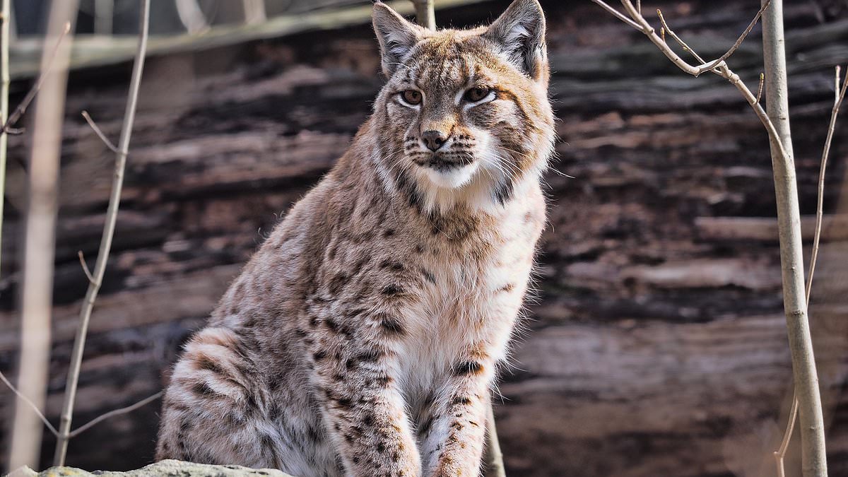 Tory think tank urges payments to farmers to restore beavers, lynx and other native species