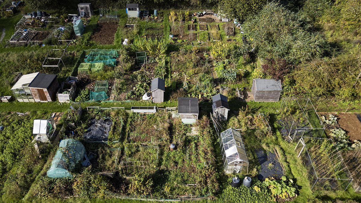 Councils shrink allotments as demand soars, offering plots up to 85 times smaller