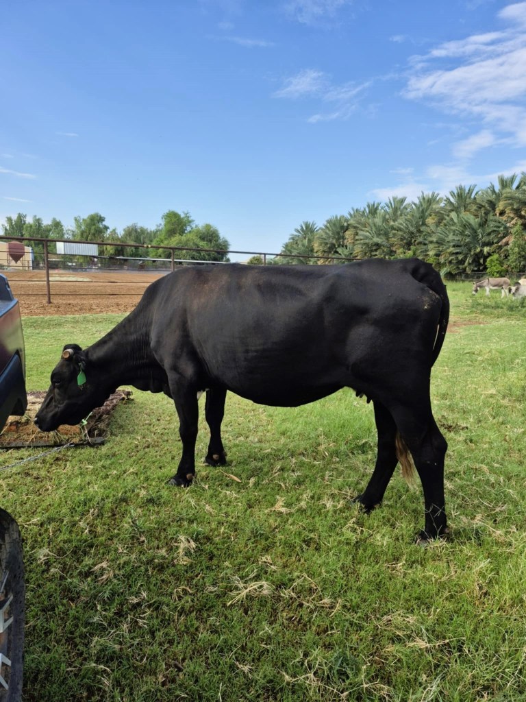 Sanctuary scene with Mootilda