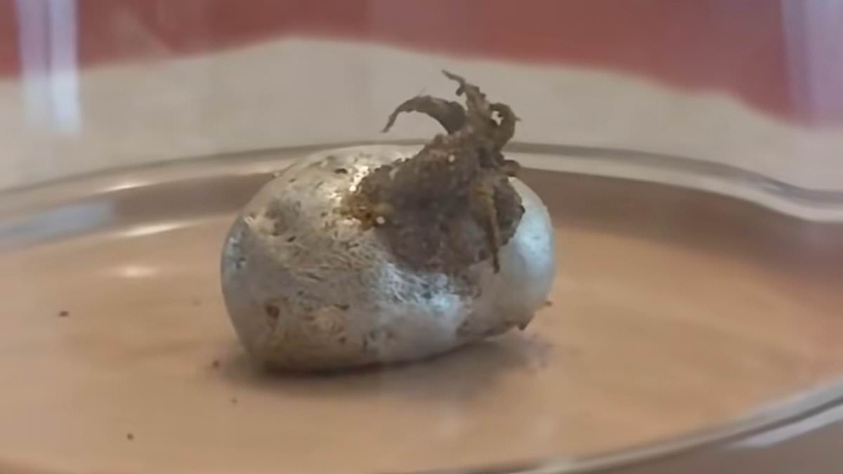 Filmmaker calls viral 'meteorite creature' videos a hoax; points to silicone and solvent trickery