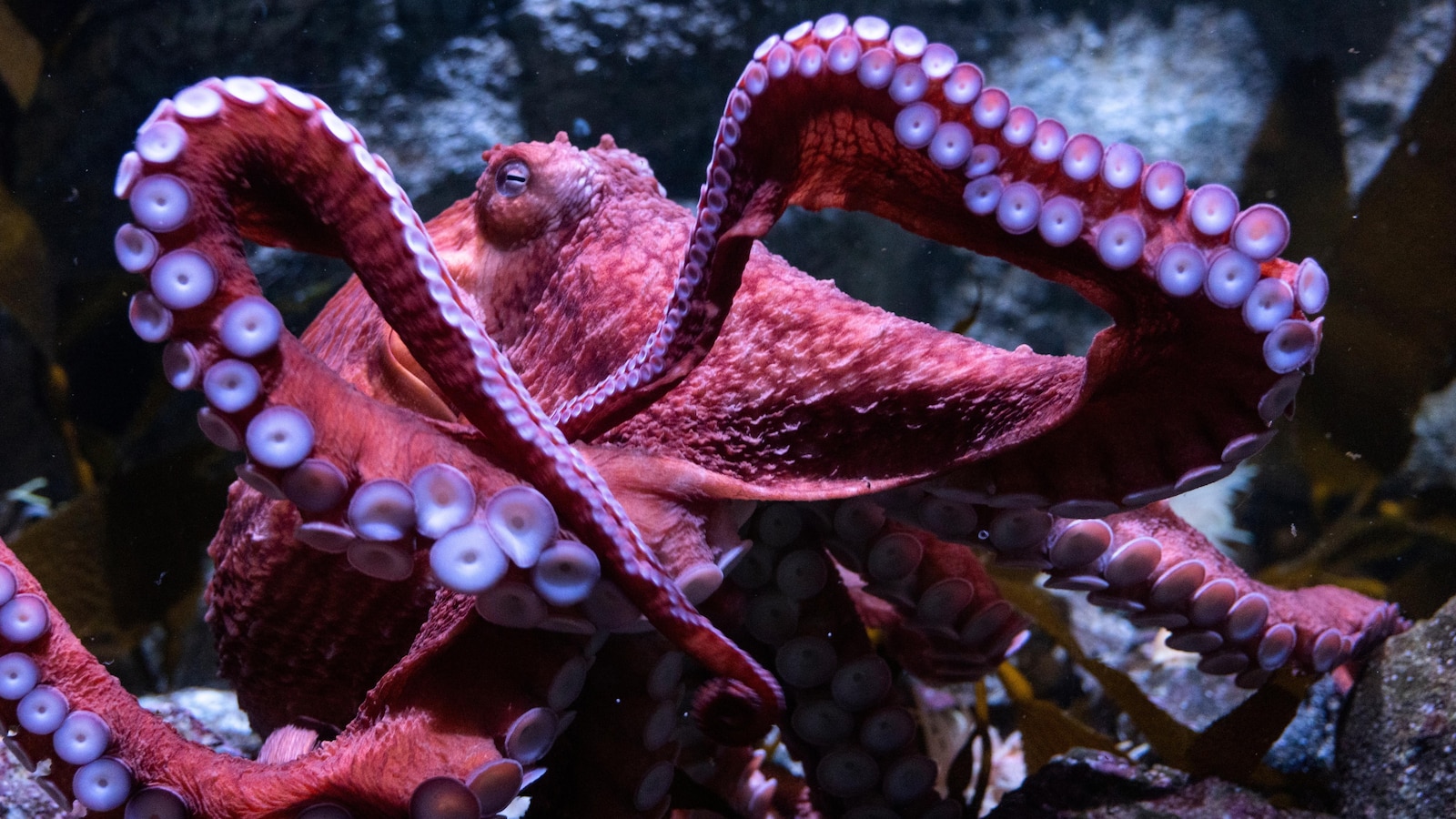 Beloved giant Pacific octopus 'Ghost' spends final days guarding unfertilized eggs at Long Beach aquarium