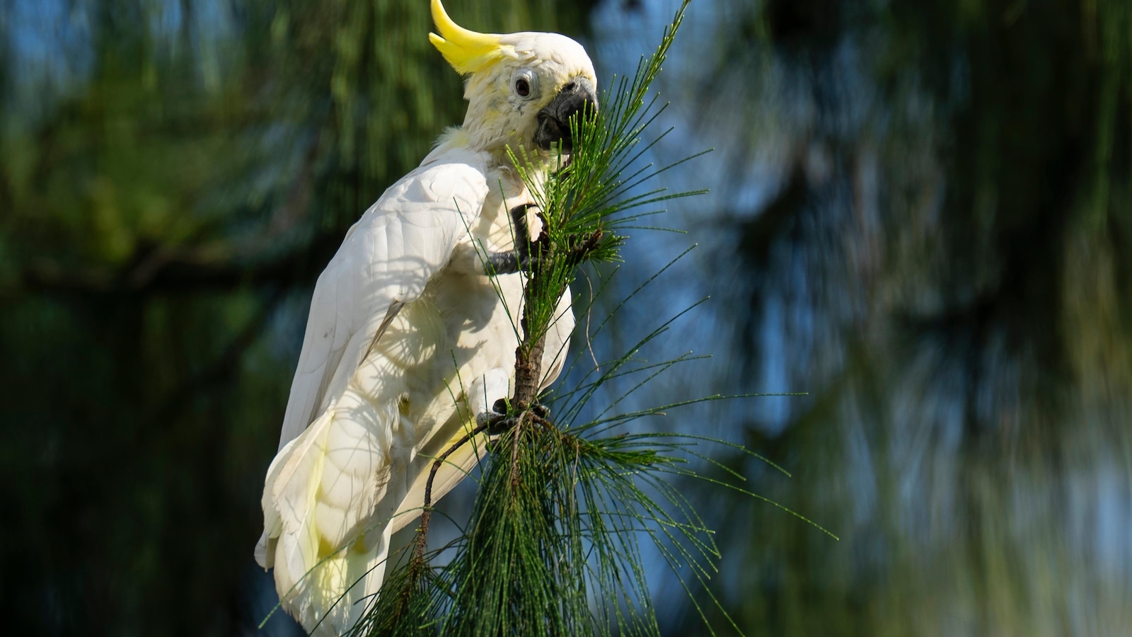 Nest boxes in Hong Kong offer lifeline for endangered cockatoos