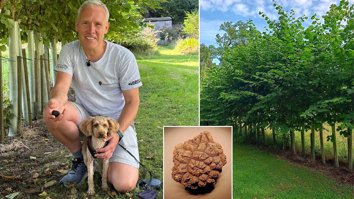 Scientists cultivate black truffle on Isle of Bute in potential UK island first