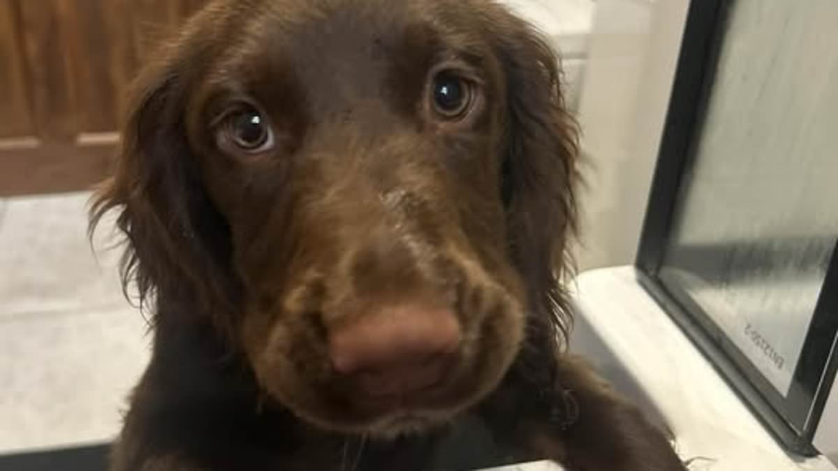 UK community shaken after four-month-old puppy mauled by XL Bully near home prompts calls for tougher dog laws