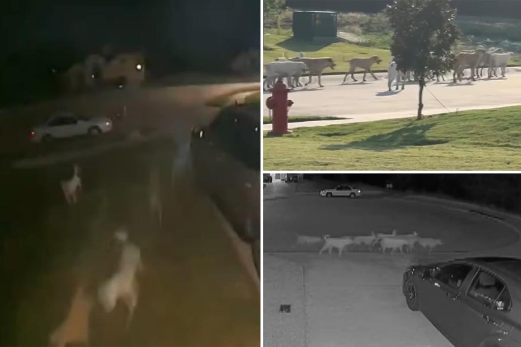 Pack of up to 40 feral dogs roaming Godley, Texas, alarms residents as officials cite limited options