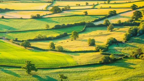 Thousands of UK nature-farming contracts to end in December, leaving farmers uncertain