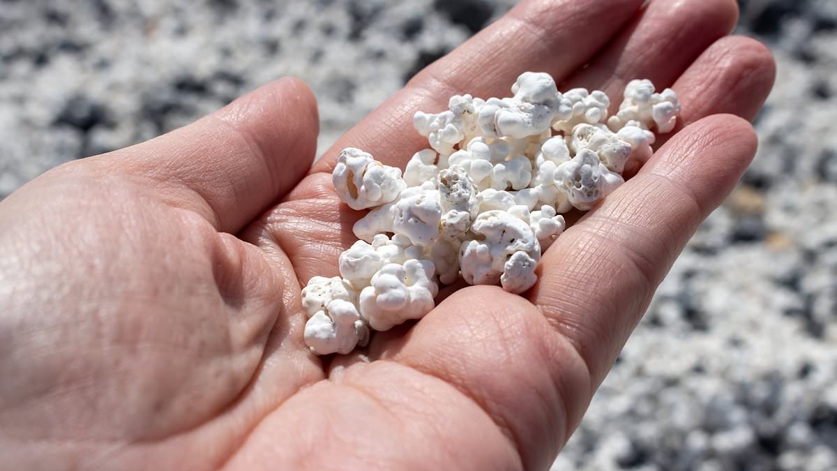 Canary Island’s 'popcorn sand' beach draws visitors as rhodoliths shape knobbly shoreline