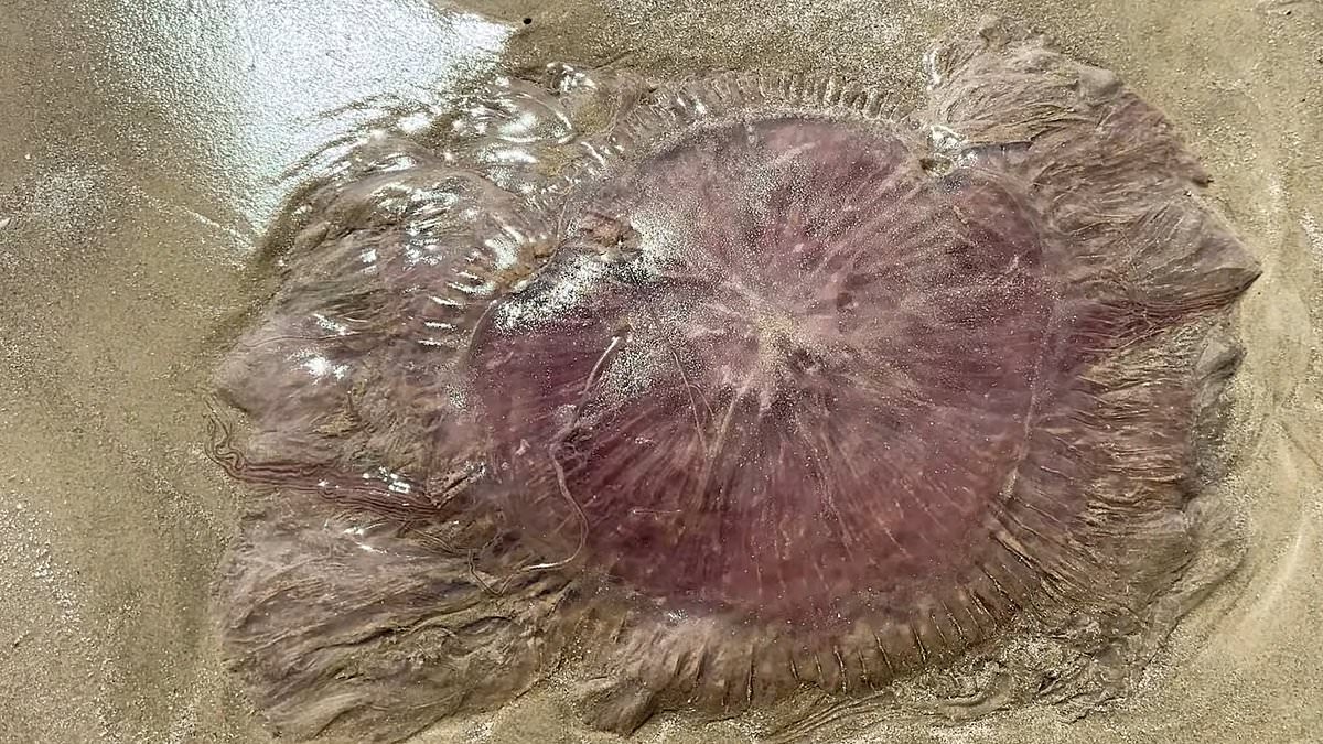Rare pink meanie jellyfish washes up along Texas shores as sightings rise