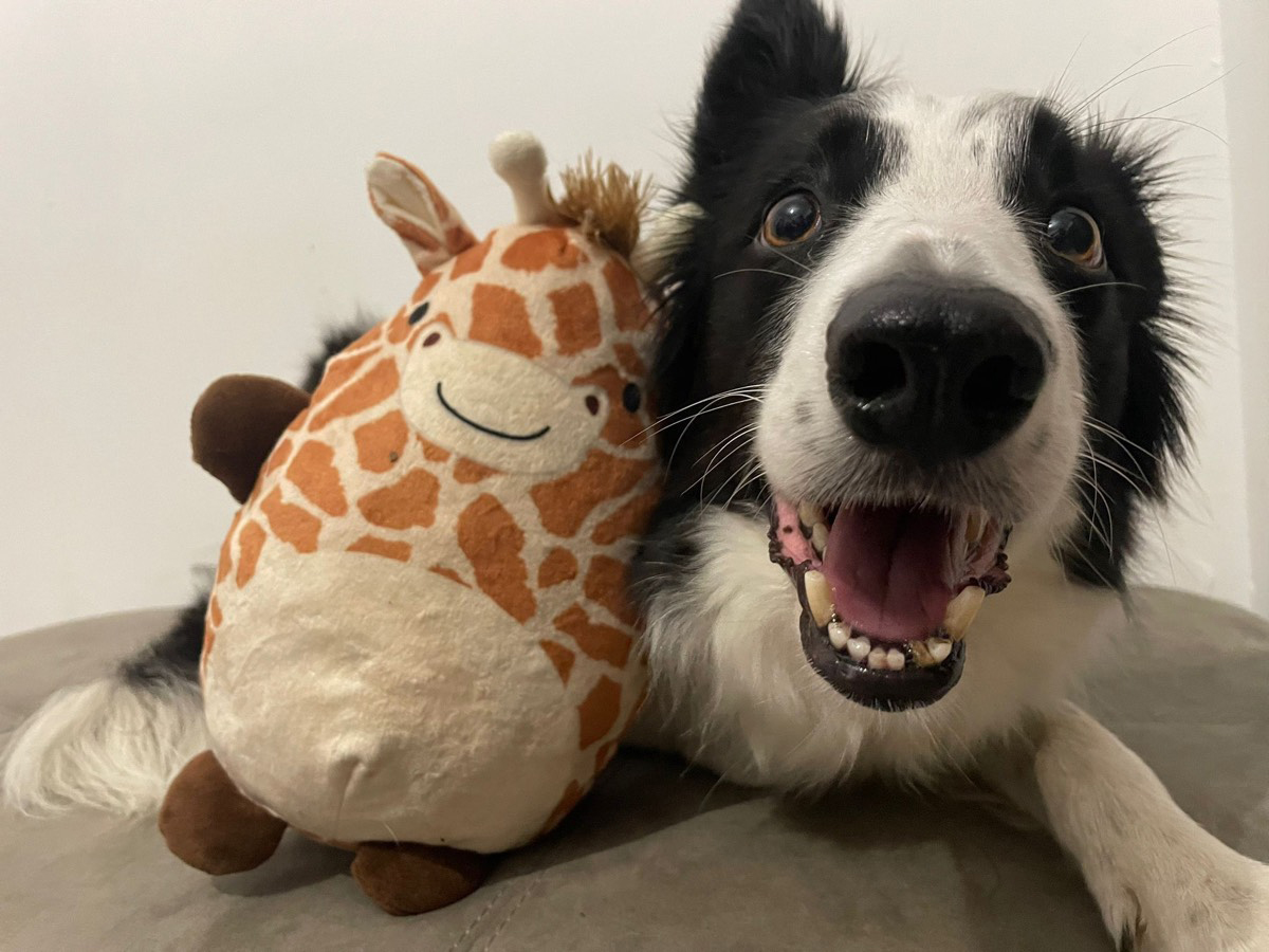 Arya with her well-worn toy