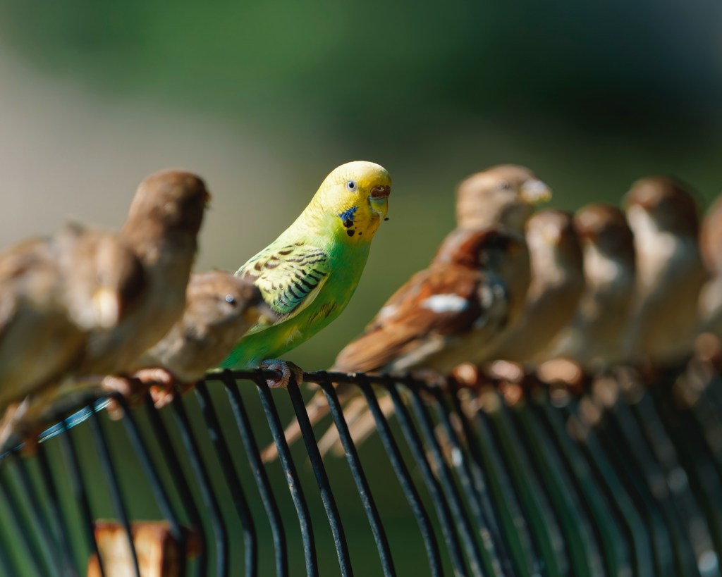 Escaped parakeet Mei Mei roams Central Park as winter looms